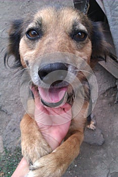 stroking the dog women's hand