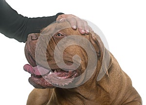 Stroking dogue de Bordeaux