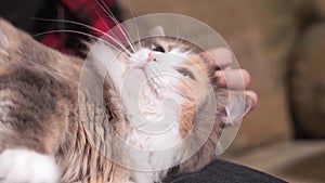 Stroking a furry cat close-up lying on his lap. selective focus. Pets animals