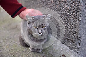 Stroking the head of a beautiful stray cat