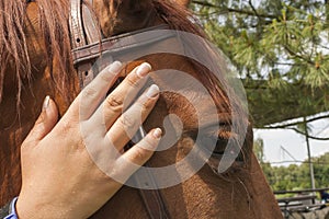 Stroking a horse's head photo