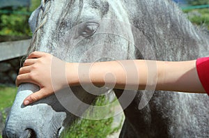 Stroking a horses head closeup.