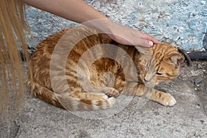 Stroking stray cat