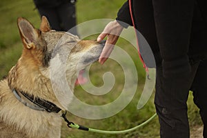 Stroking a wolf dog