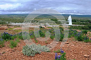 Strokkur Geyser Erupting at Haukadalur Geothermal Area with Blooming Lupines, Golden Circle, Western Iceland