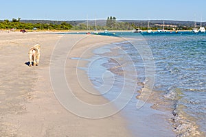 Stroll on the beach - Dunsborough