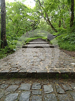 Stroll into the woods of national park.