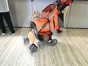 stroller for pets