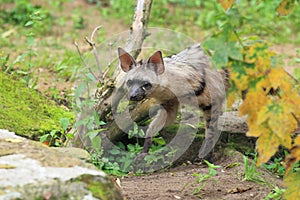 Strolling aardwolf