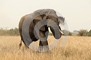 Strolling African Elephant dusting