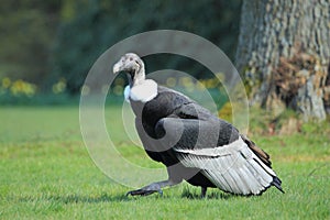 Strolling andean condor