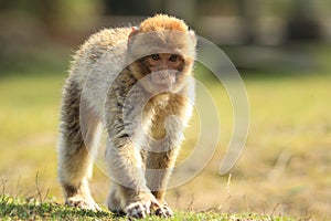 Strolling barbary macaque photo