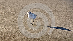 Strolling on the beach photo