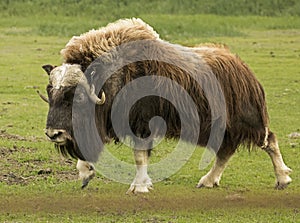 Strolling Musk Ox photo