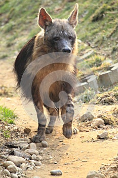 Strolling brown hyena