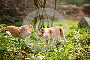 Strolling cute piglets at dusk