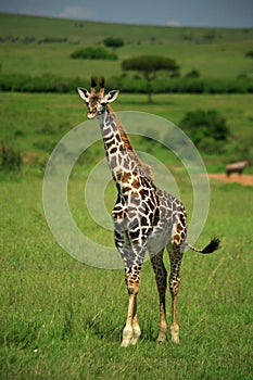 Strolling giraffe