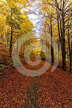 Strolling through the glorious sunshine on an autumn day near Steinbach-Hallenberg