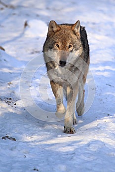 Strolling gray wolf photo