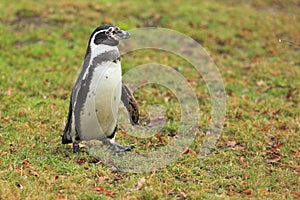 Strolling Humboldt penguin