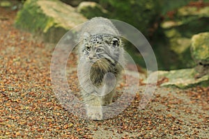 Strolling manul