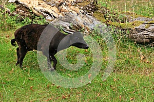Strolling mountain anoa