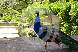 Strolling peacock. Alhambra photo