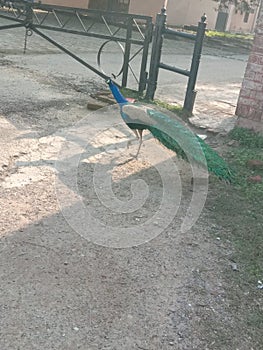 Strolling in the peacock park on the raw soil of the park in which the peacock is roaming