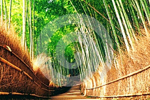 Strolling through the quiet Arashiyama Bamboo Grove, just outside of Kyoto, on a hot sunny summer morning in Japan.