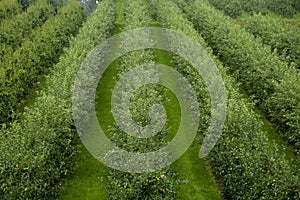 Strolling through `Rivierenland`, the Netherlands