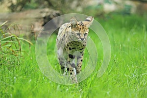 Strolling serval photo