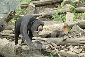 Strolling sun bear