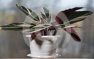 Stromanthe flower with red, green and yellow leaves on the window