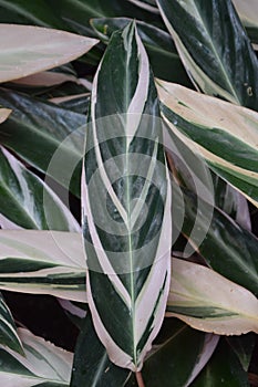 Stromanthe sanguinea