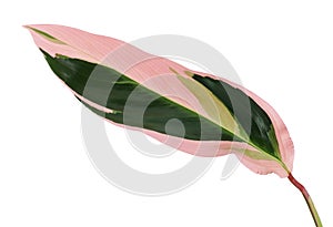 Stromanthe triostar leaf, Tropical foliage isolated on white background, with clipping path