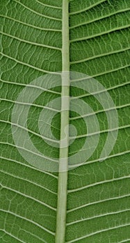 The stromata of a leaf and the leaf veins