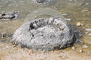 Stromatolite Closeup