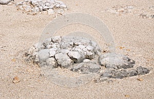 Stromatolite: Dried Out Lake Thetis