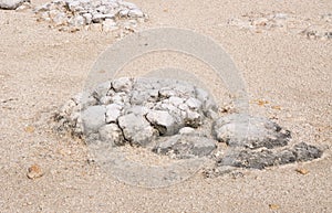 Stromatolite: Dried Out Lake Thetis photo