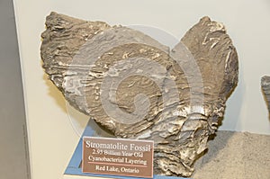 Stromatolite Fossil