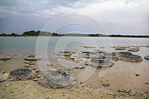 Stromatolite at Lake Thetis, Western Australia