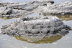 Stromatolite: Rare Fossils