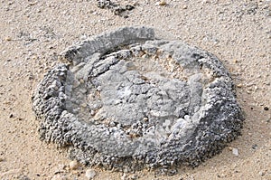 Stromatolite in Sand photo