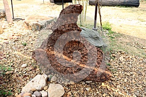 Stromatolite stone on ground image background