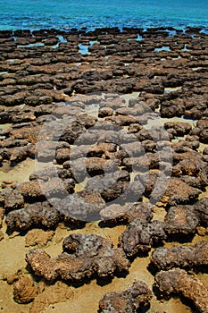 Stromatolites