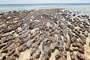 Stromatolites