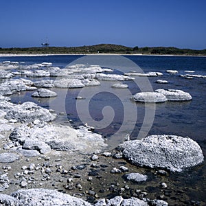 Stromatolites