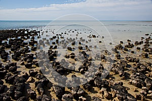 Stromatolites