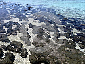 Stromatolites