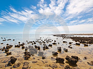 The Stromatolites in the Area of Shark Bay, Western Australia. Australasia